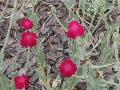 Rose Campion / Lychnis coronaria 